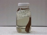 藏品(密點星鯙)的圖片